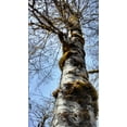 thumbnail image 6 of Red Alder | Medium Tree Seedling | The Jonsteen Company, 6 of 6