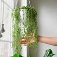 thumbnail image 4 of String of Pearls Plant Live, Hanging Succulent Live Plant, Trailing Succulent, Indoor Houseplant, In 2" Pot, 4 of 6