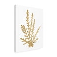 thumbnail image 2 of Trademark Fine Art 'Pacific Sea Mosses III Gold Crop' Canvas Art by Wild Apple Portfolio, 2 of 3