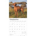 thumbnail image 4 of Vizslas | 2025 12x24" (Hanging) Square Wall Calendar | BrownTrout, 4 of 9