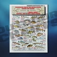 thumbnail image 4 of Fishermen's Freshwater Fish Identification Set - Waterproof Quick Reference Guide | Portable  Built to Last | Double-Sided  Easy to Read, 4 of 11
