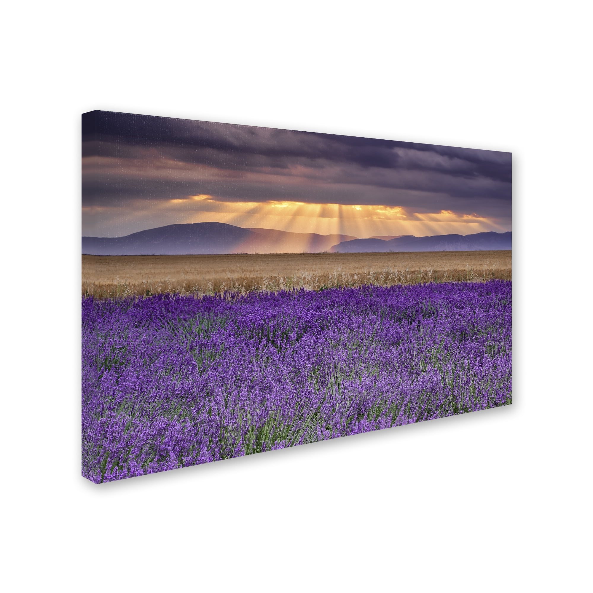 Trademark Fine Art "Lavender Sunbeams" Canvas Art by Michael Blanchette Photography