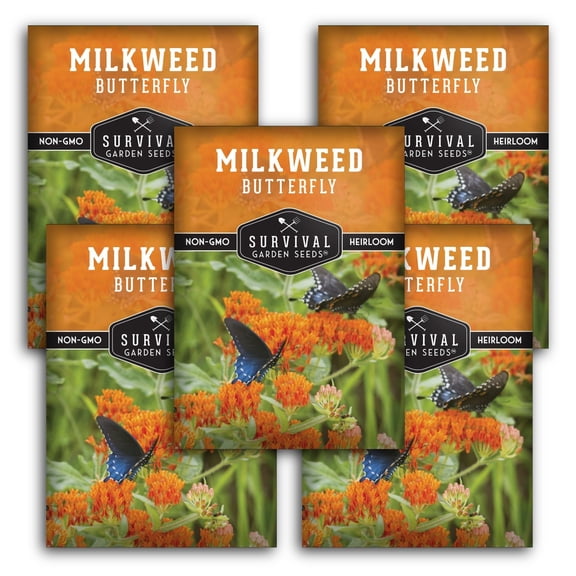 Butterfly Milkweed Seeds - Native Full Sun Perennial Flower - 5 Packs