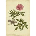 thumbnail image 3 of Miller, Philip 17x24 Black Modern Framed Museum Art Print Titled - Peony, Pl. CXCIX, 3 of 5
