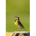 thumbnail image 2 of Jaynes Gallery 11x14 Black Ornate Wood Framed with Double Matting Museum Art Print Titled - South Dakota-Custer State Park Western meadowlark singing atop rock, 2 of 4