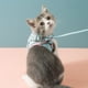 thumbnail image 3 of Juego de arnés y correa para gatos Arnés antiescape para gatitos Arnés ajustable para gatos M Sailing Electrónica, 3 of 3