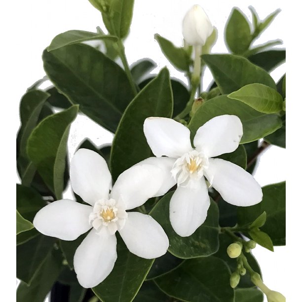 Asian Snow Jasmine Tree Wrightia antidysenterica 4