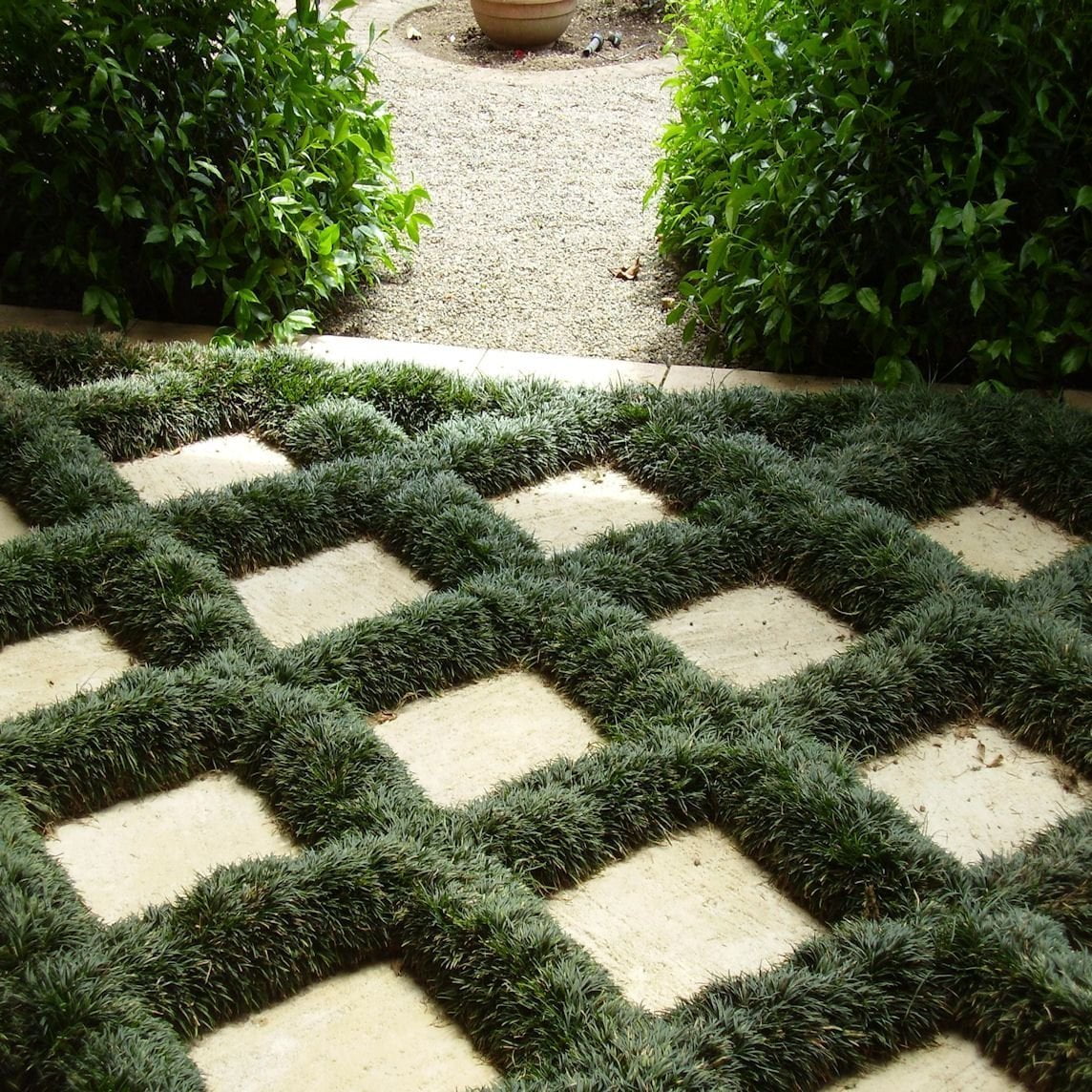 Dwarf Mondo Grass - 40 Live Plants - Shade Loving Evergreen Ground Cover Ophiopogon Japonicus Nanus