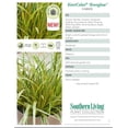 thumbnail image 2 of Southern Living EverColor Everglow Carex 'Sedge' Live Shrub in 2.5-Quart Grower Pot, 2 of 3