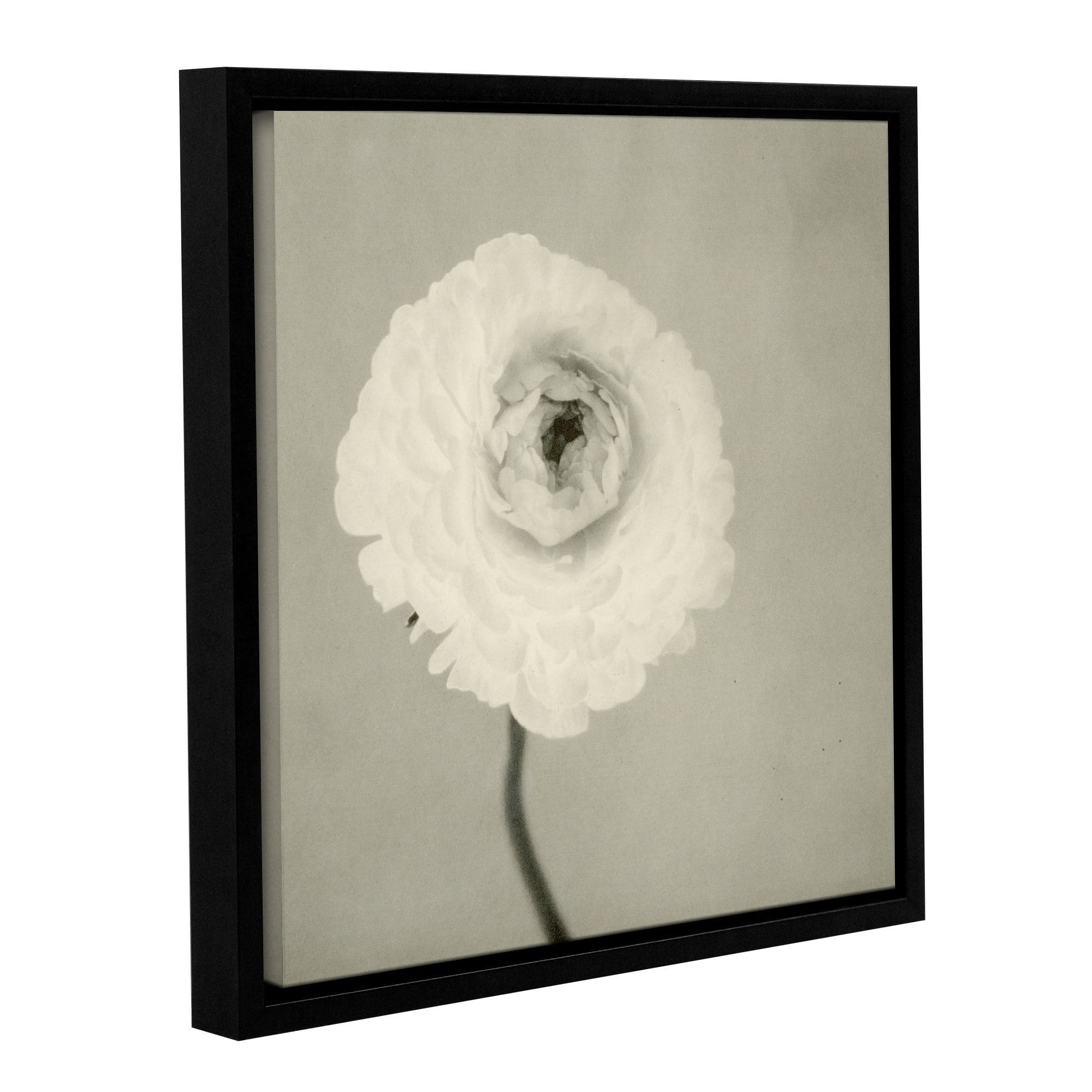 ArtWall Elena Ray "Ranunculus" Gallery-Wrapped Floater-Framed Canvas