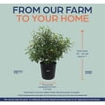 thumbnail image 2 of Nature's Way Farms Thryallis Live Plant (25-30 in. Tall) in Grower Pot, 2 of 4