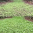 thumbnail image 4 of Antler King JOLT Foliar Fertilizer, 32 oz with Maximizes succulent forage produced in your plot, 4 of 5