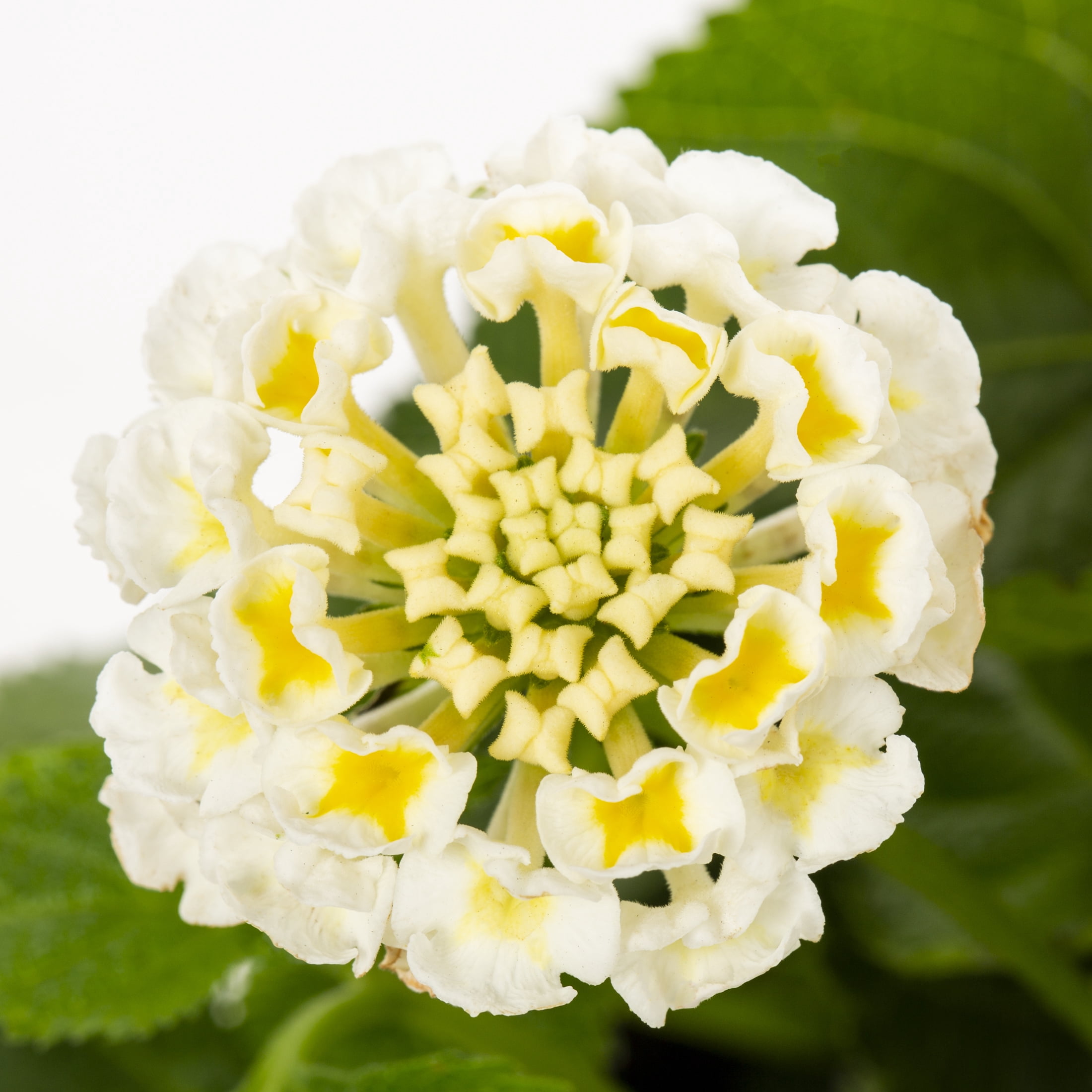 Expert Gardener 2QT White Lantana Live Annual Plant Sun 3-Pack