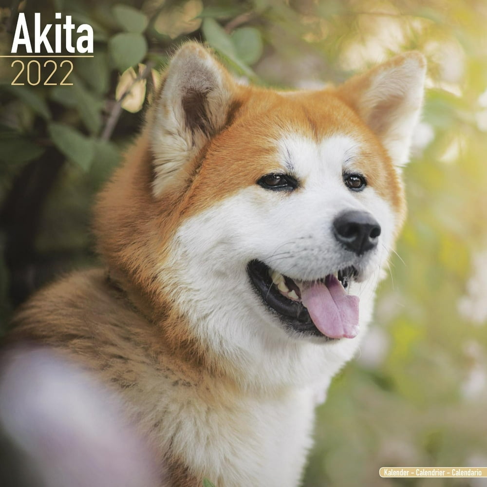 Akita Calendar 2020 Akita Dog Breed Calendar Akitas Premium Wall