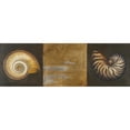thumbnail image 3 of Pinto, Patricia 14x7 Black Modern Framed Museum Art Print Titled - Seashells I, 3 of 5