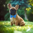 thumbnail image 2 of Jumpress Bling Dog Collar with Bow for Small Medium Dogs, Cute Boy Dog Bow Tie Collar (Blue, M), 2 of 7