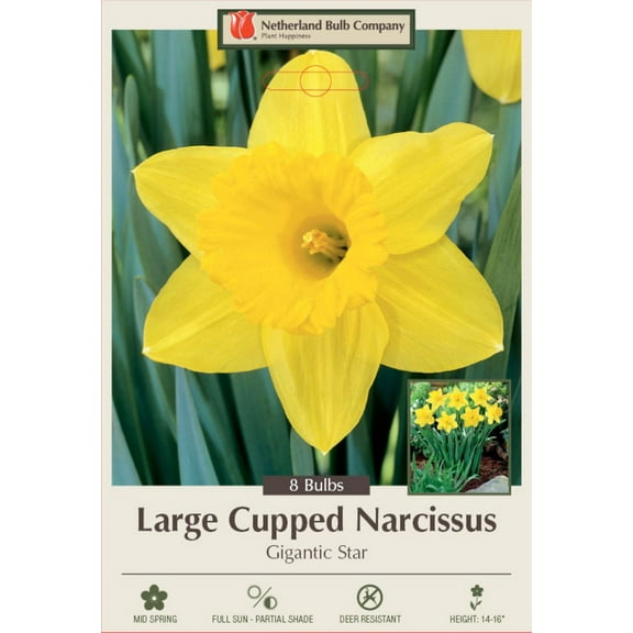 Gigantic Star Large Cupped Daffodil - 14/16 cm Bulbs - 7 Bulbs