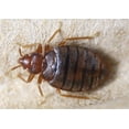 thumbnail image 3 of Safer SH5168 7 oz Bottle of Diatomaceous Earth Ant & Crawling Insect Bed Bug Pest Control, 3 of 4
