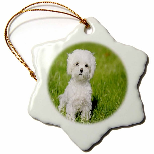 3dRose Maltese Puppy On Lawn - Snowflake Ornament, 3-inch - Walmart.com ...