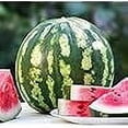 thumbnail image 4 of Crimson Sweet Watermelon Seeds for Planting, 150+ Heirloom Seeds Per Packet Non GMO Seeds, Botanical Name Citrullus lanatus 'Crimson Sweet', Great Home Garden Gift, 4 of 7