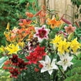thumbnail image 4 of Expert Gardener Perennial Lily Mix - Multi-Color Dormant Bulbs, 75 Days of Blooms, Set of 20, 4 of 9