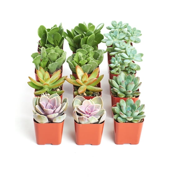 Home Botanicals Assorted Succulent (Collection of 12)