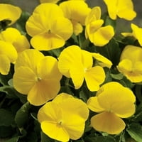 Better Homes&gardens No Shade 3qt Pansy Cosmos Yellow