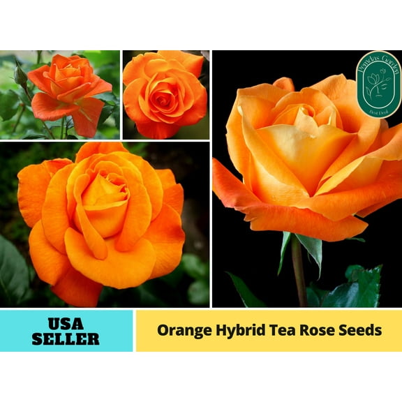 30  Seeds|Orange Hybrid Tea Rose Perennial Flower - Authentic Seeds - Perennial~GMO Free~~Flower seeds ~ Asian Garden~ Herbs B5G1#1091
