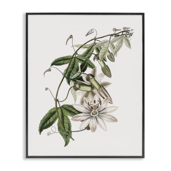 Stupell Industries Vintage Lily Plant Floral Painting Black Framed Art Print Wall Art, 11 x 14