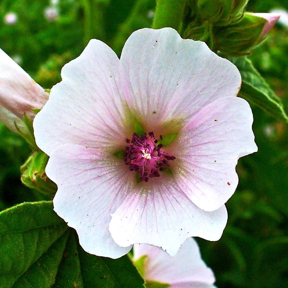TomorrowSeeds - Marshmallow Plant Seeds - 1200  Count - For 2026 Planting Medicinal Marsh Mallow