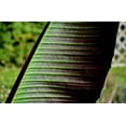 thumbnail image 4 of 5 RED TIGER BANANA Hardy Musa Sikkimensis Bengal Flowering Darjeeling Sikkim Fruit Tree Seeds, 4 of 5