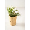 Air Plant Ionantha in Lovely Buff Specked Ceramic Vase Gift Boxed