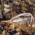 thumbnail image 3 of Fishing Landing Net with Elastic Lanyard Fly Fishing Net Fishing Catch and Release Net, 3 of 5
