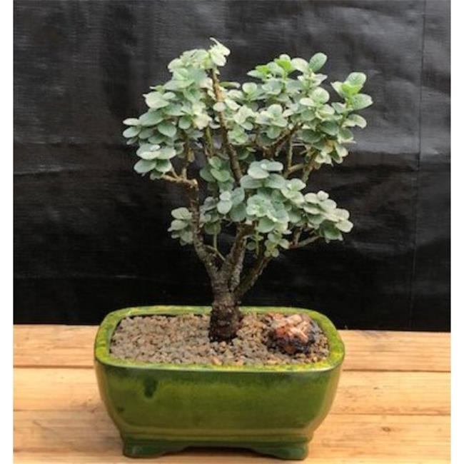 Bonsai Boy c2050 Boyds Willow Tree Salix Boydii