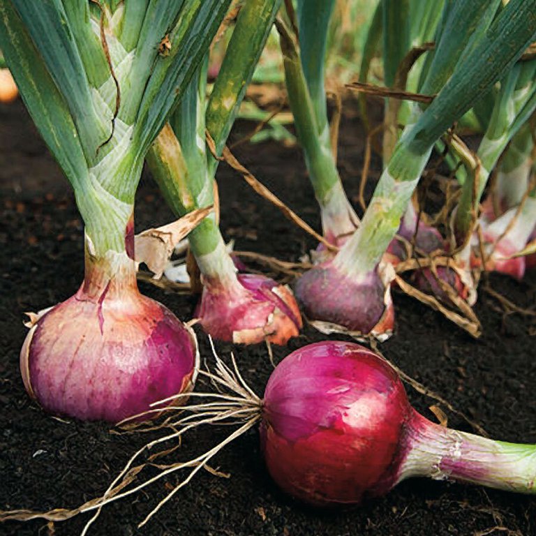 2023 hot sale onion and vegetable