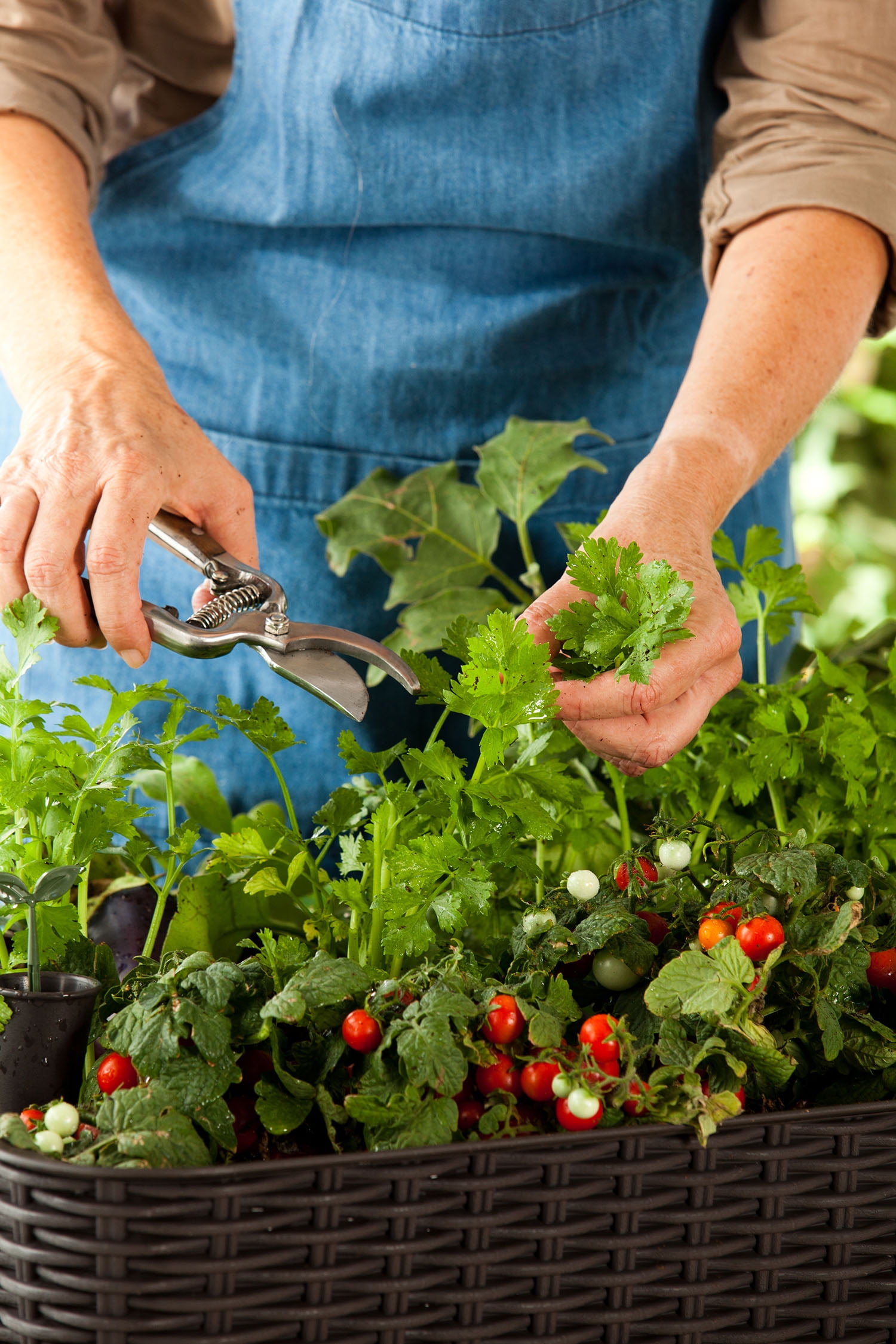 Keter Resin Elevated Garden, All Weather, SelfWatering