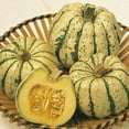 thumbnail image 2 of Sweet Dumpling Squash Seeds for Planting - 20 Seeds of Cream and Green Squash to Grow, 2 of 3