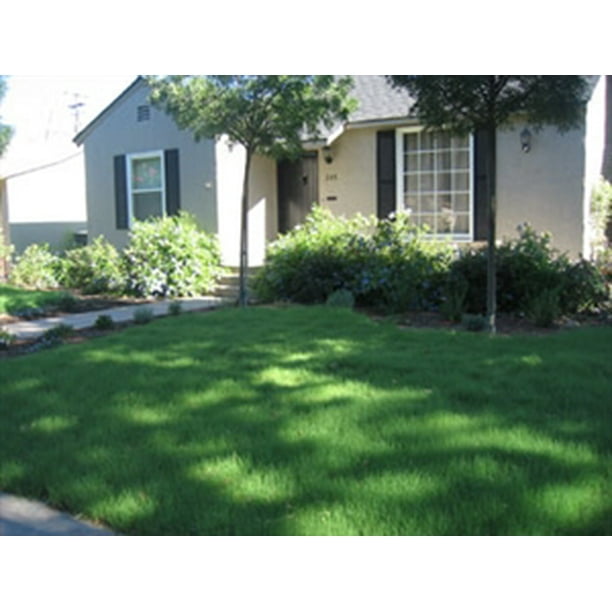 Buffalo Grass Seed 1 Lb.