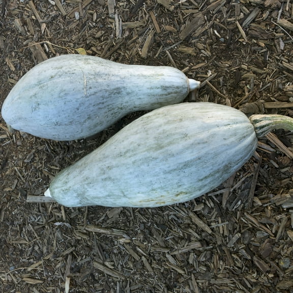 Organic Blue Banana Winter Squash Seeds - 4 g Packet ~25 Seeds - Non-GMO, Certified Organic, Heirloom - Vegetable Garden - Cucurbita maxima