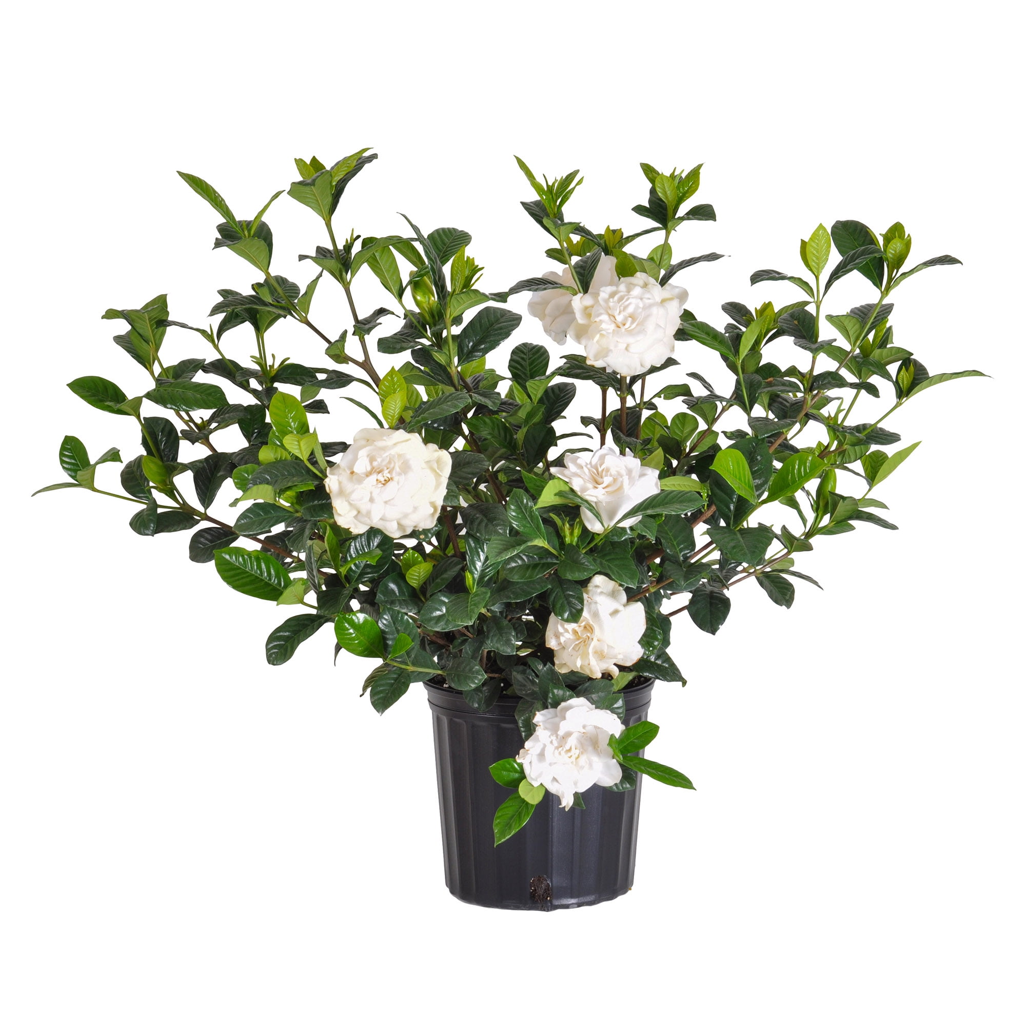Aimee Gardenia Bush Live Plant 10-14 inches Tall in 10-inch Grower Pot by United Nursery