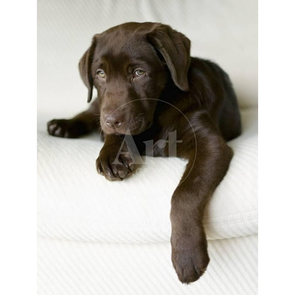 Chocolate Lab Puppy, Animals Unframed Photographic Print Wall Art by Jim Craigmyle Sold by ArtCom