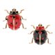 thumbnail image 1 of 2 Pedazos Broche Mariquita Broche Pin Mujeres para Hombre Joyería de Moda jinwen Broche Mariquita Esmaltada, 1 of 8