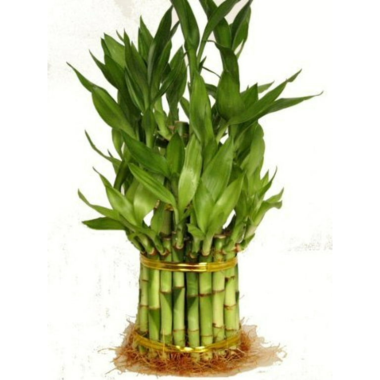 Bamboo Plant Meaning Stalks Orders www.meesenburg.kz