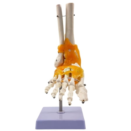 Life-Size Foot Joint Model with Ligaments – 26-Bone Structure for Anatomical Teaching & Movement Demonstration – Eco-Friendly PVC Material$$Tools & Hardware Other