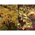 thumbnail image 6 of RedCrocus Acer Negundo Box Elder Tree- Fast-Growing Deciduous Tree for Landscaping and Shade 3 Gallon, 6 of 31