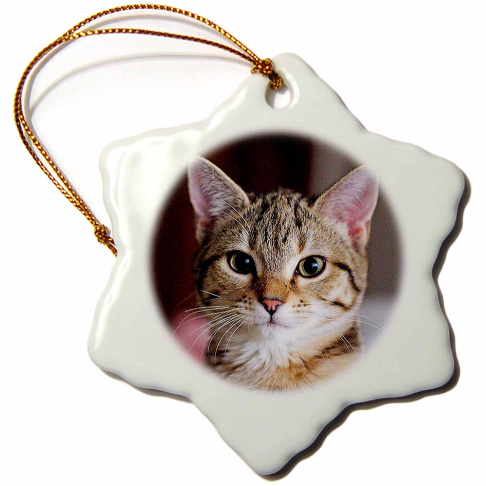 3dRose Cat Tabby Cat Snowflake Ornament 3 inch Walmart 