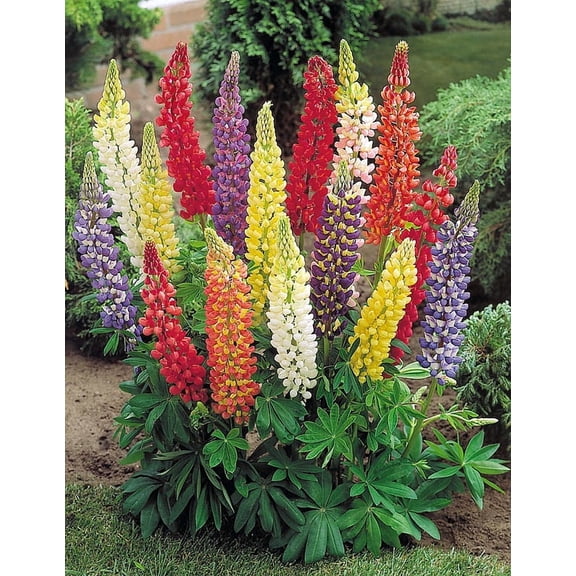 Minarette Lupine Perennial - Lupinus - 2.5" Pot
