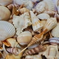 thumbnail image 2 of Seashells Mixed Natural Beach Decor Bowl Fillers DIY Art Craft Ocean Sea Shells Decoration, 2 of 8