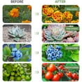 thumbnail image 3 of Planta de bombilla LED de 60 brazos ajustables con luz de cultivo de 3 cabezales, 3 of 8
