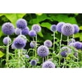 thumbnail image 2 of Globe Thistle Seeds for Planting - 30 Seeds - Exotic Blue Globe Thistle, 2 of 2
